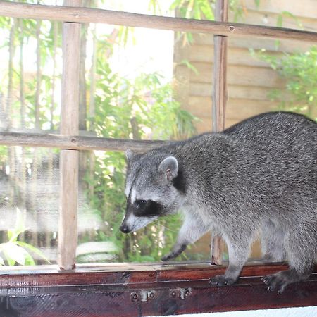 Hostel Utopia Isla Holbox Εξωτερικό φωτογραφία